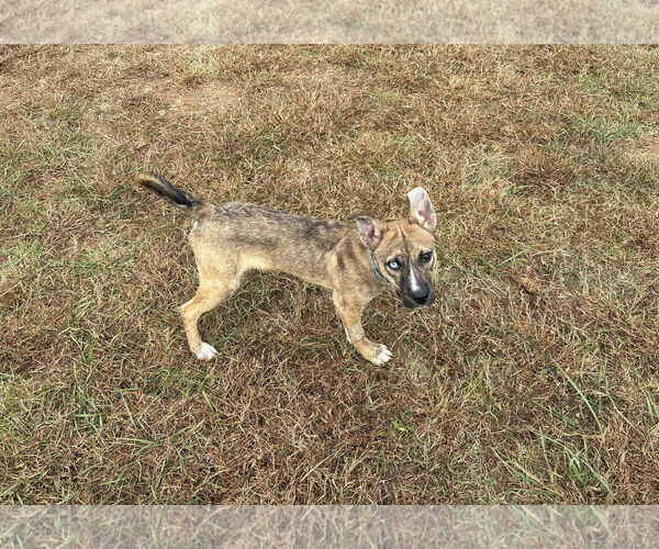 Medium Photo #2 - Mix Puppy For Sale in Forest, VA, USA