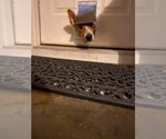 Small #4 Basenji-Border Collie Mix