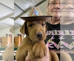Small Photo #8 Labrador Retriever Puppy For Sale in GORDONSVILLE, VA, USA