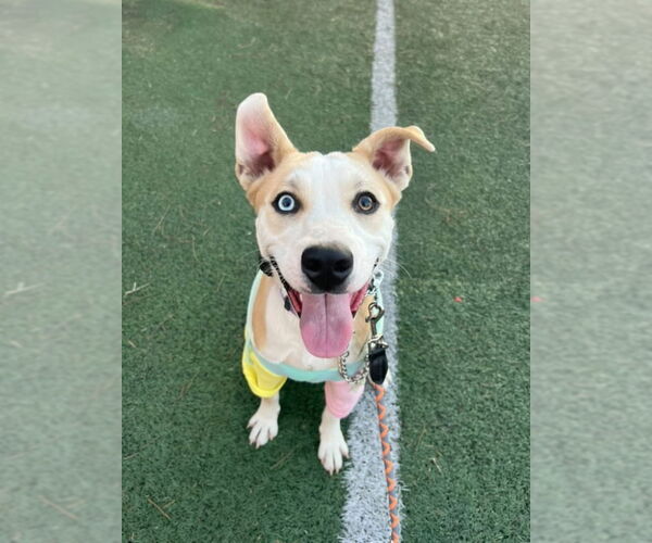 Medium Photo #5 American Pit Bull Terrier-Siberian Husky Mix Puppy For Sale in San Diego, CA, USA