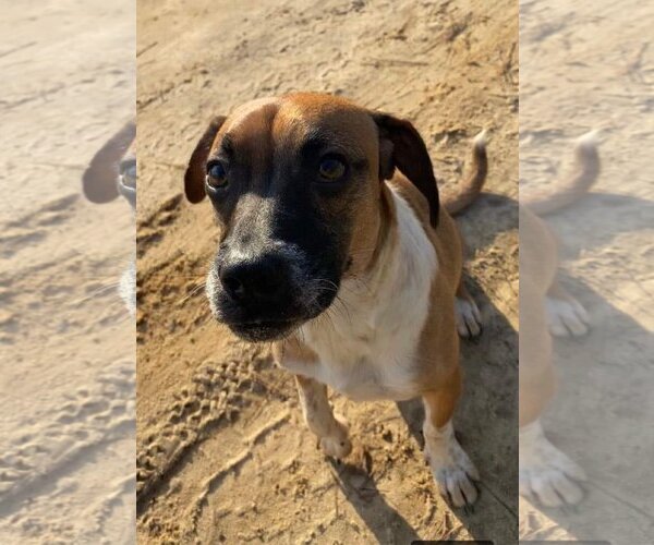 Medium Photo #15 Beagle-Mountain Cur Mix Puppy For Sale in Ridgefield, CT, USA