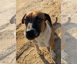 Small #14 Beagle-Mountain Cur Mix
