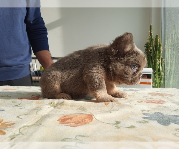 Medium Photo #5 French Bulldog Puppy For Sale in Kaposvar, Somogy, Hungary