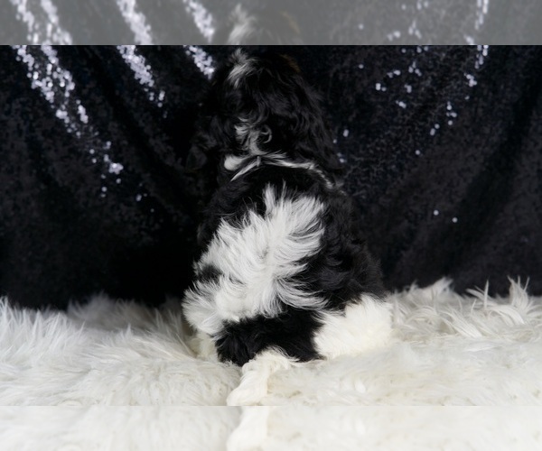Medium Photo #8 Cavapoo Puppy For Sale in WARSAW, IN, USA