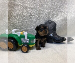 Yorkshire Terrier Puppy for sale in TALALA, OK, USA