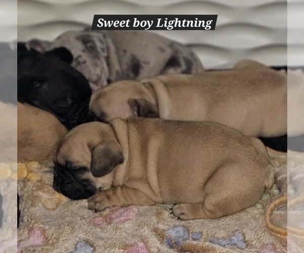 Medium Photo #7 French Bulldog Puppy For Sale in DEXTER, MO, USA