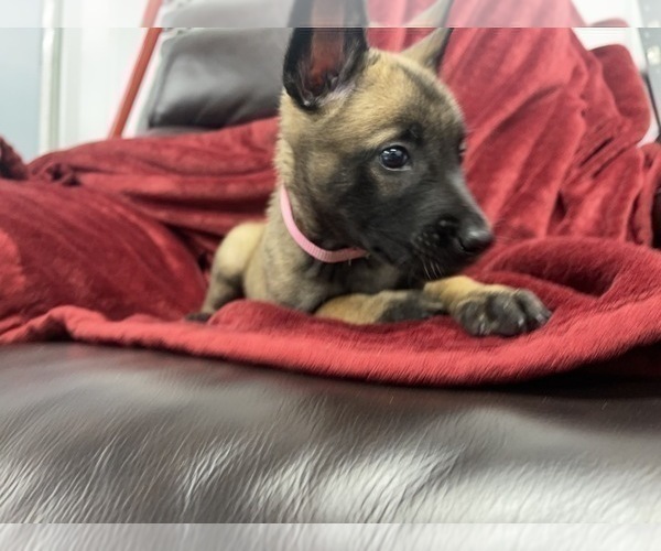 Medium Photo #74 Belgian Malinois Puppy For Sale in REESEVILLE, WI, USA
