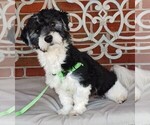 Small Photo #2 Havanese Puppy For Sale in WINSTON SALEM, NC, USA