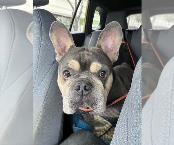 Medium Photo #2 French Bulldog Puppy For Sale in Pompano Beach , FL, USA