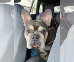 Small #1 French Bulldog