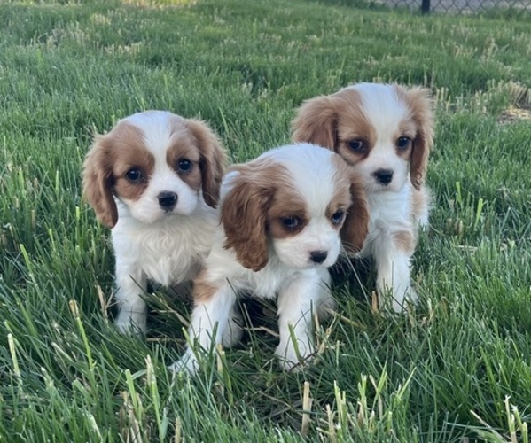 View Ad Cavalier King Charles Spaniel Litter of Puppies for Sale near