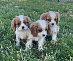 Cavalier King Charles Spaniel Puppy for sale in KALONA, IA, USA
