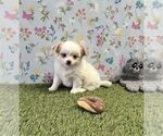 Small #10 Chihuahua