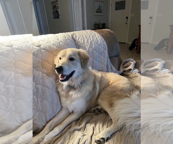 Medium Photo #11 Golden Pyrenees Puppy For Sale in Valrico, FL, USA