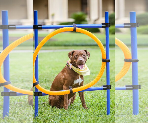 Medium Photo #1 Mutt Puppy For Sale in  Gainesville, FL, USA