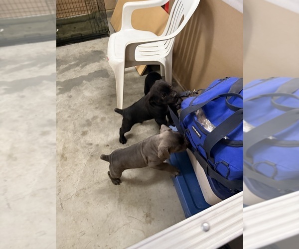 Medium Photo #8 Cane Corso Puppy For Sale in CORONA, CA, USA