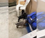 Small #7 Cane Corso
