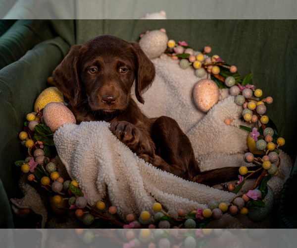 Medium Photo #8 Labradoodle Puppy For Sale in DEEPWATER, MO, USA