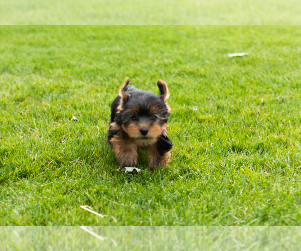 Medium Photo #4 Yorkshire Terrier Puppy For Sale in NAPPANEE, IN, USA