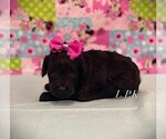 Small #2 Schnoodle (Miniature)