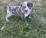 Puppy Puppy 1 American Bully-Cane Corso Mix