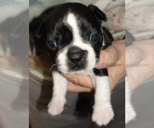 Boston Terrier Puppy for Sale in BEND, Oregon USA