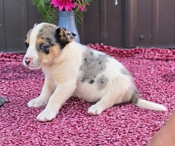 Medium Photo #12 Augi Puppy For Sale in MEADOWS OF DAN, VA, USA
