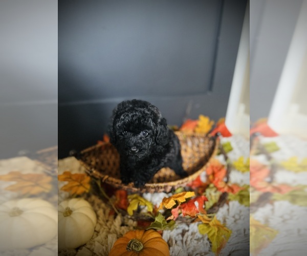Medium Photo #3 Poodle (Toy) Puppy For Sale in CROSSVILLE, TN, USA