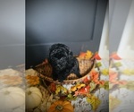 Small #2 Poodle (Toy)