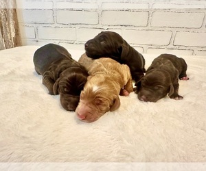 Goldendoodle Puppy for Sale in ANDALUSIA, Alabama USA