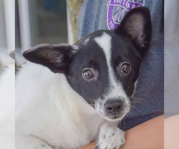 Medium Photo #2 Corillon Puppy For Sale in Huntley, IL, USA