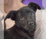 Small #4 German Shepherd Dog Mix