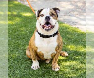 Bulldog Dogs for adoption in Camarillo, CA, USA