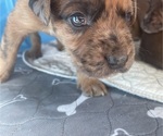 Small #2 Boxer-Poodle (Standard) Mix