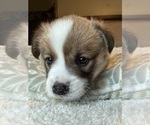 Small #19 Pembroke Welsh Corgi