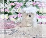 Small Photo #78 Maltese Puppy For Sale in HAYWARD, CA, USA