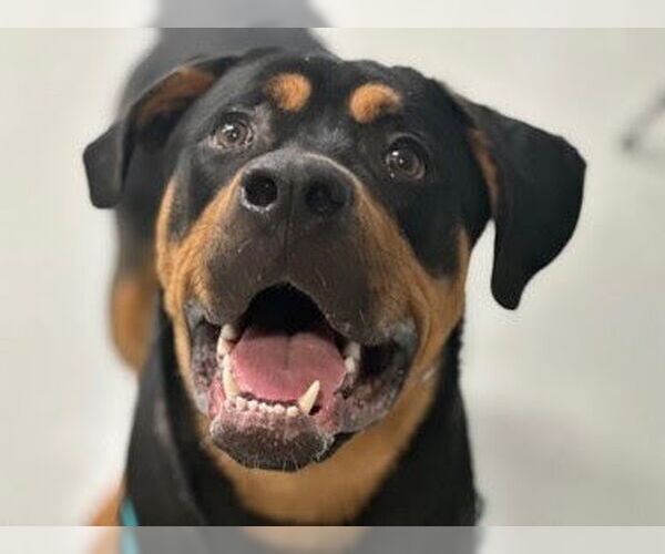 Medium Photo #5 Rottweiler Puppy For Sale in Hillsboro, NH, USA