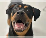 Small #4 Rottweiler