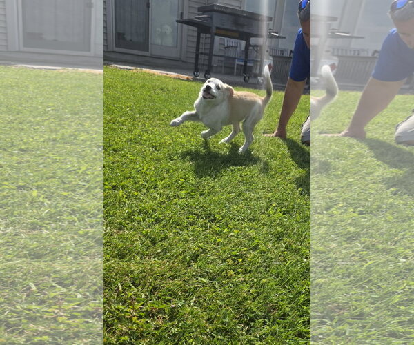 Medium Photo #3 Aussiedor Puppy For Sale in SHERBURNE, NY, USA