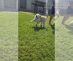 Small Photo #3 Aussiedor Puppy For Sale in SHERBURNE, NY, USA