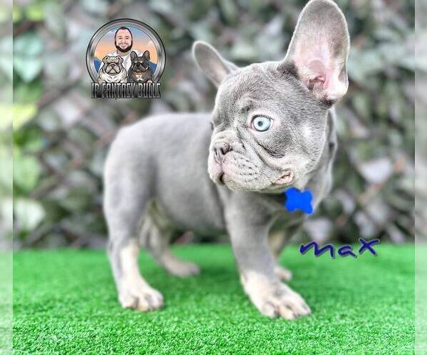 Medium Photo #4 French Bulldog Puppy For Sale in LEHIGH ACRES, FL, USA