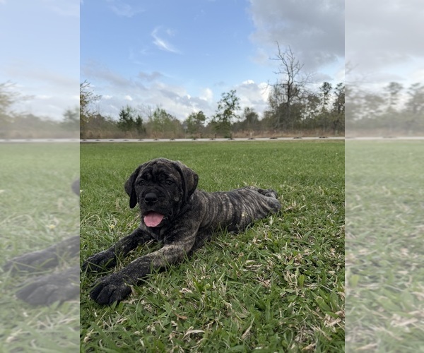 Medium Photo #2 Cane Corso-Mastiff Mix Puppy For Sale in NEW CANEY, TX, USA