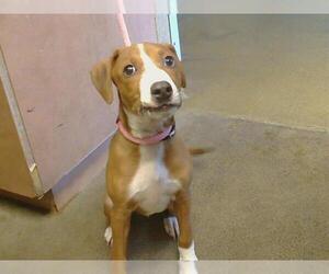 Treeing Walker Coonhound-Unknown Mix Dogs for adoption in Sacramento, CA, USA