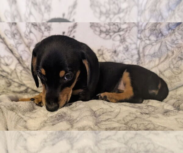 Medium Photo #13 Dachshund Puppy For Sale in REPUBLIC, MO, USA