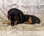 Small #12 Dachshund