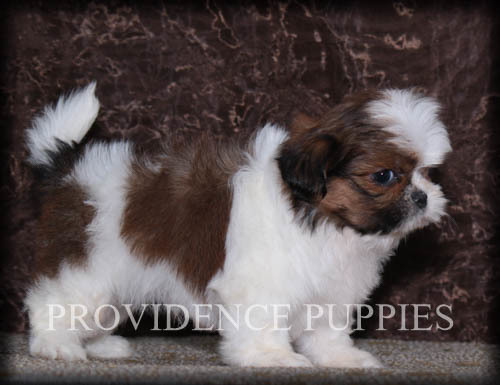 Medium Photo #10 Shih Tzu Puppy For Sale in COPPOCK, IA, USA