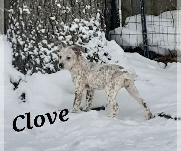 Medium Photo #3 Mutt Puppy For Sale in Garden City, NY, USA