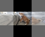 Small Photo #6 Shiba Inu Puppy For Sale in KANSAS CITY, MO, USA