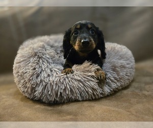 Dachshund Puppy for sale in CARLYLE, IL, USA