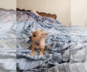 Cocker Spaniel-Dachshund Mix Puppy for sale in CO SPGS, CO, USA